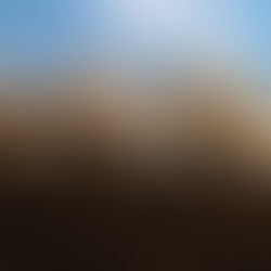 야생에서 인공 재배로 정착한 버섯의 제왕, 잎새버섯