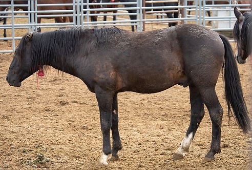 7890 Black with a star-8.jpg