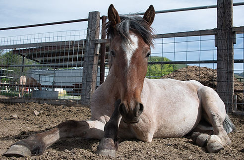 Lucy lying down yearling.jpg