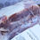 Thumbnail: Shoulder Roast - Kunekune Pork
