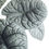 Miniature : Alocasia Melo
