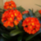 Clivia Miniata