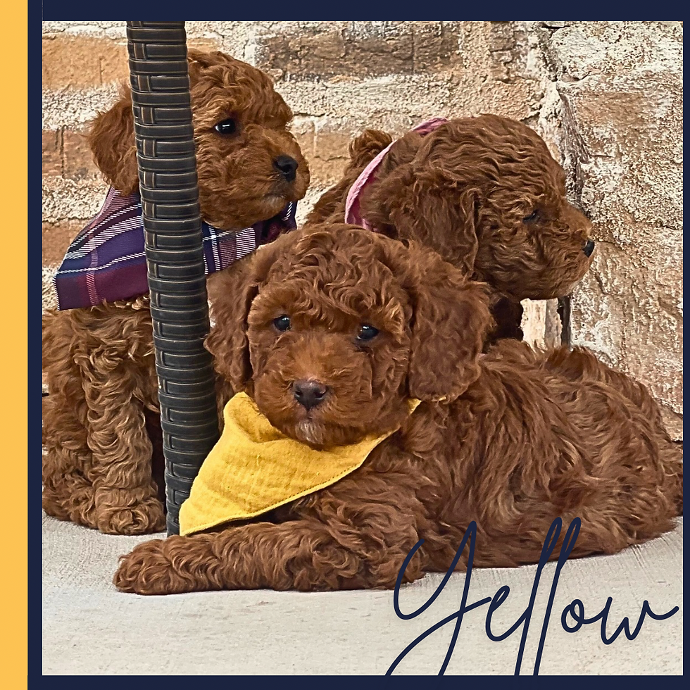 Thumbnail: Yellow Male