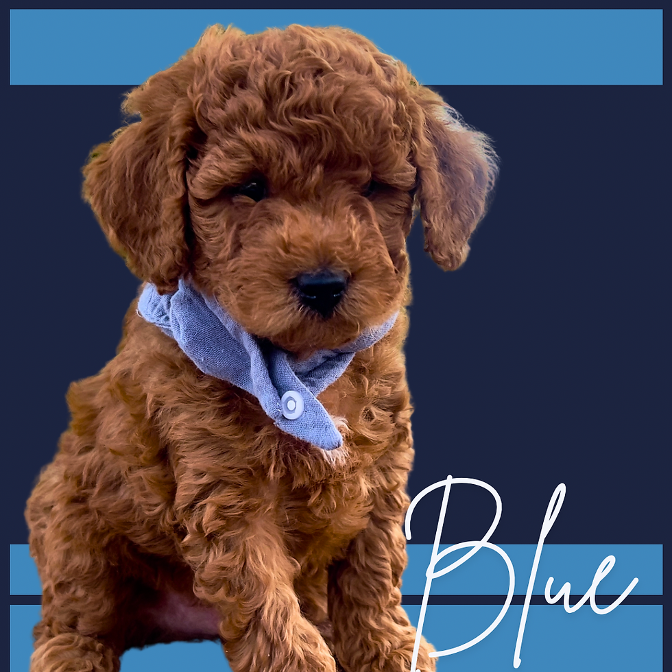 Thumbnail: Blue Male
