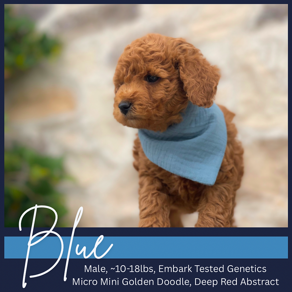 Thumbnail: Blue Male