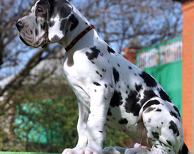 Great Dane