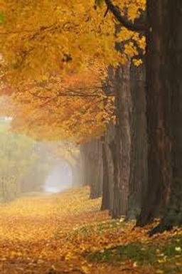 pathway 7.jpg