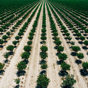 Pro Athletes Investing in Agriculture