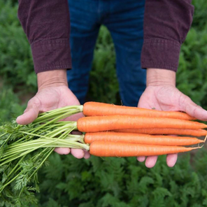 Interview with Grimmway Farms - The Largest Carrot Grower in the World!