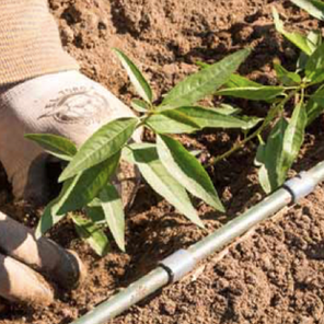 How to Select the Right Rootstock & Almond Varieties for Your Orchard