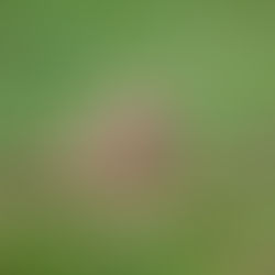 Ag Tips: HOW TO KEEP YOUR RODENT INFESTATION UNDER CONTROL