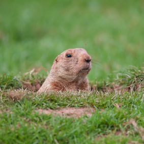 Ag Tips: HOW TO KEEP YOUR RODENT INFESTATION UNDER CONTROL