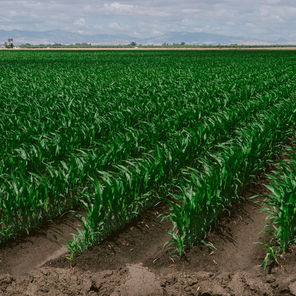 AG TIPS: THE BENEFITS OF SOIL SAMPLING