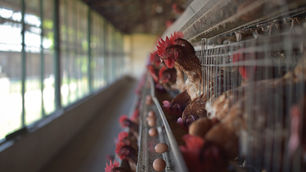The deadliest US bird flu outbreak in history