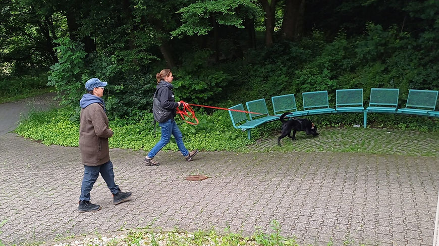 Mantrailing.jpeg
