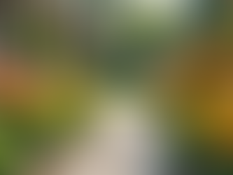 Enhance Your Yard with Professional Landscaping Services