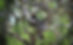 Birds I Love - African Crowned Eagle
