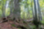 Urwald Rothwald