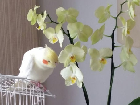 O ódio como evasiva