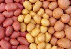 Ao Vencedor, as Batatas (Um Prelúdio)