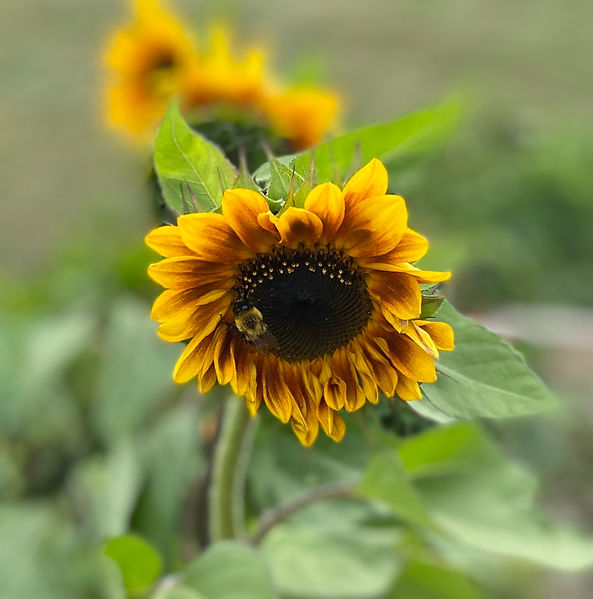sunflower with bee.jpeg