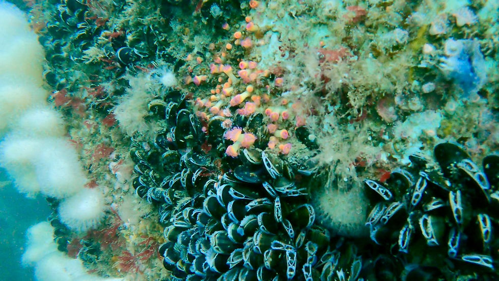 plymouthmussels