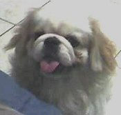 Sugar adopted December 2006