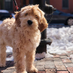 Riggins - Claire