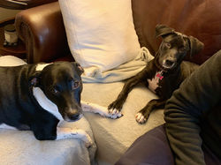 Stella & Pippa - Caitlyn