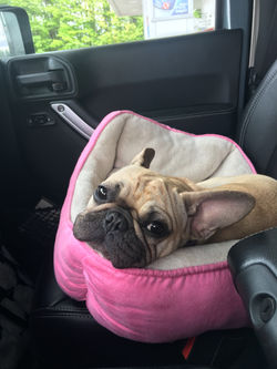 Bella - Lori