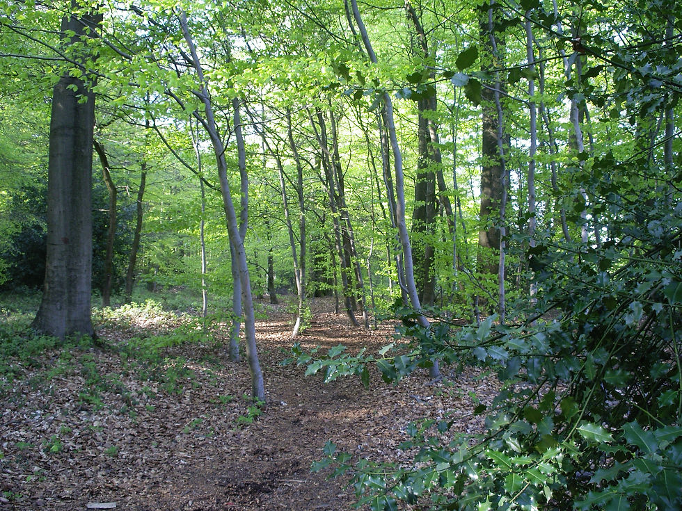 IMGP0137