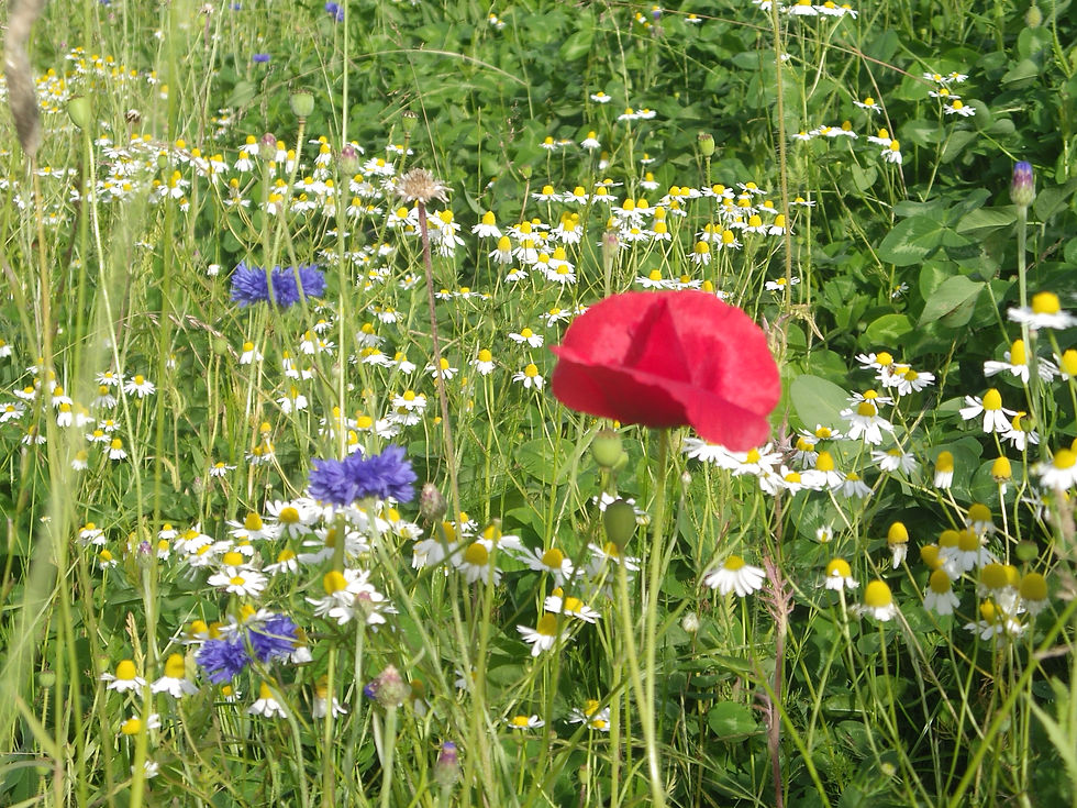 IMGP0546