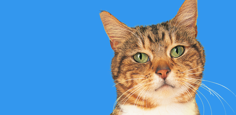 cat sitter etobicoke