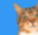 Cat Head