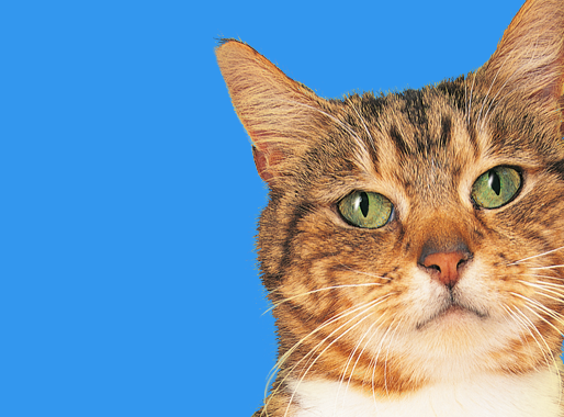 My Cat Has Better Healthcare Than I Do