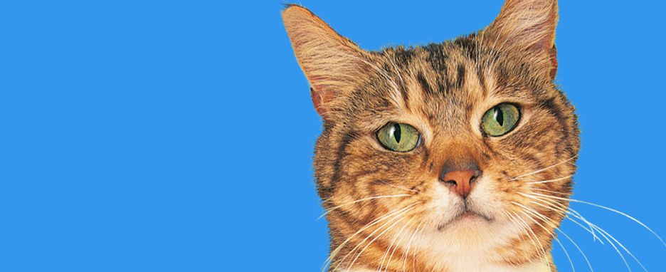 Cat Head
