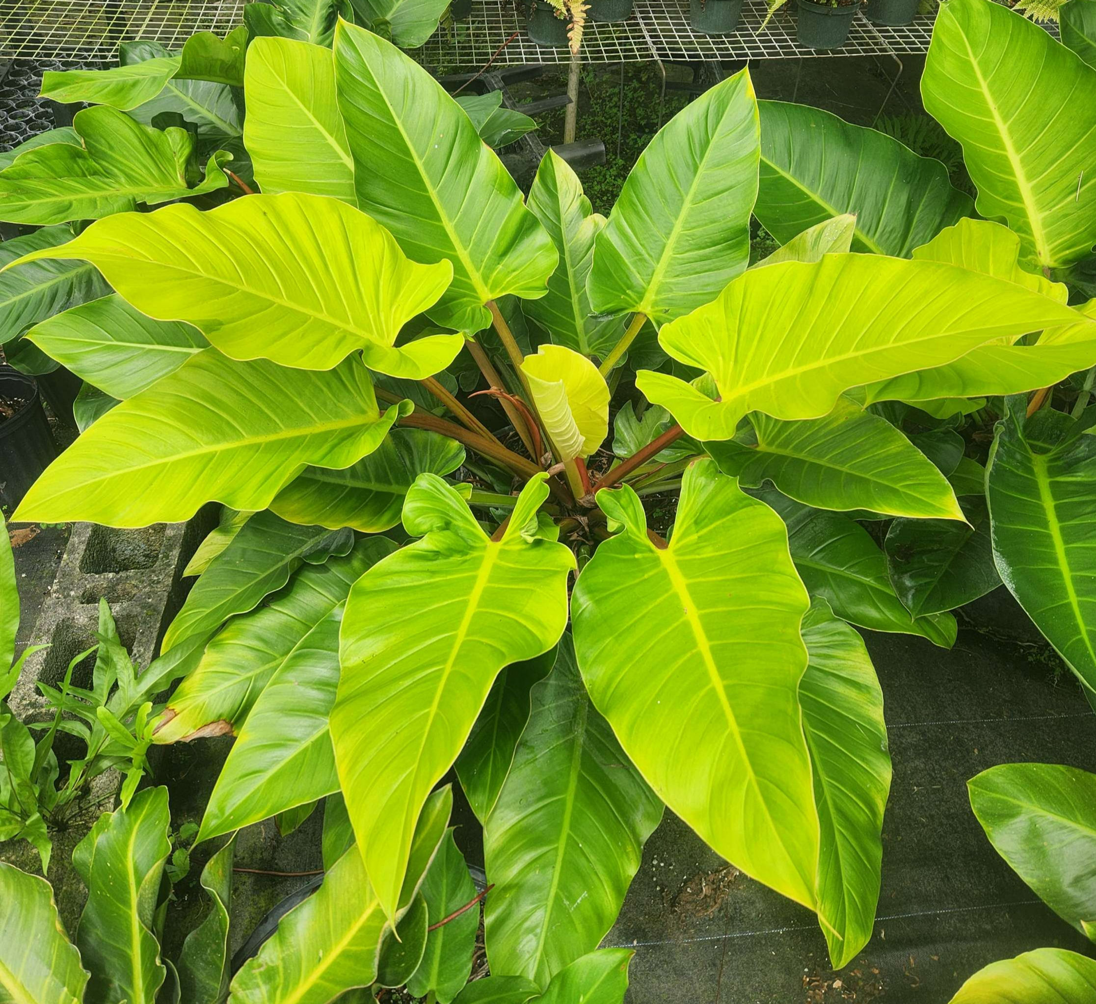 Philodendron Golden Melinonii