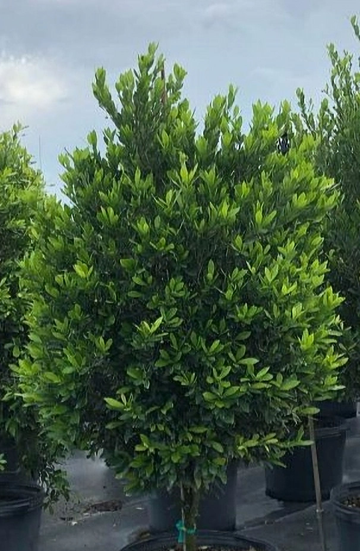 Gymnanthes lucida - Crabwood