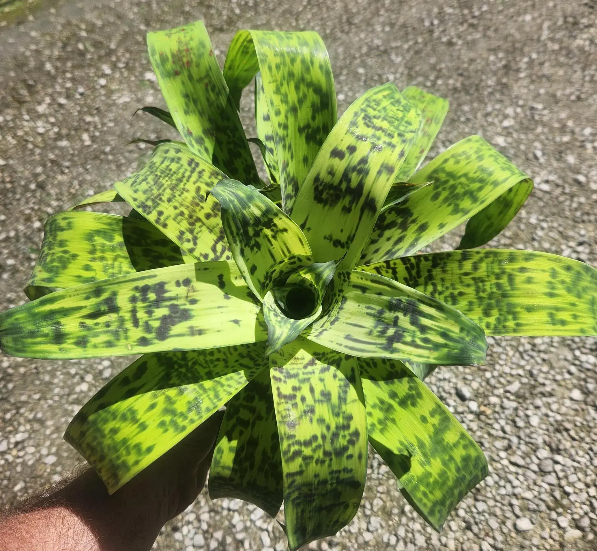 Vriesea ospinae gruberii