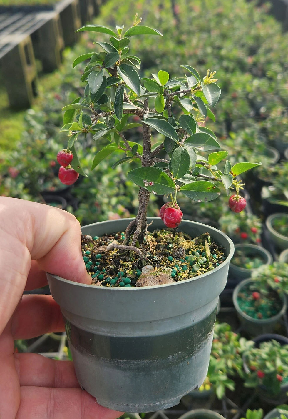 Thumbnail: Malpighia glabra - Barbados Cherry Pre Bonsai