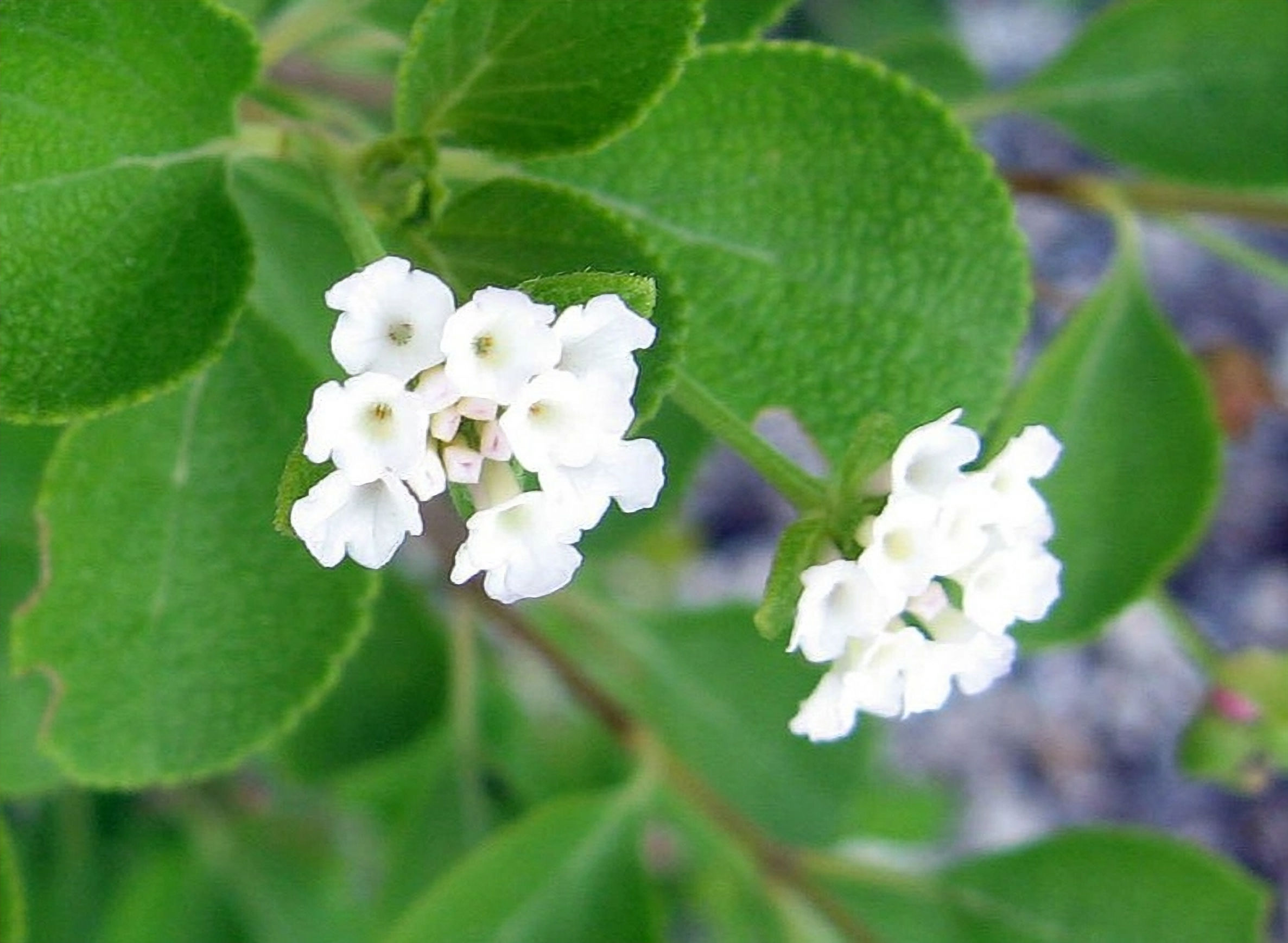 Lantana involucrata - White  Lantana