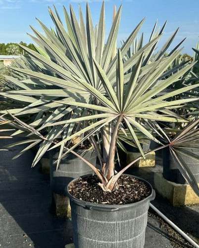 Bismarckia nobilis - Silver Bismarck Palm | Unusual Palms And Pl