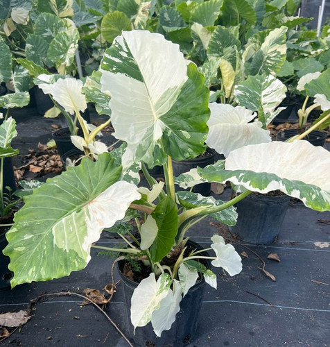 Alocasia gageana California Variegata | Unusual Palms And Pl