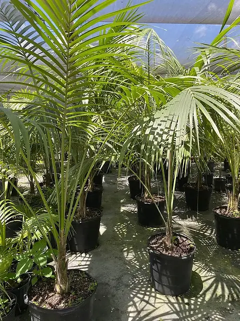 Howea forsteriana - Kentia Palm | Unusual Palms And Pl