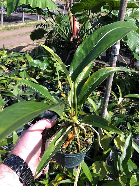 Anthurium crenatum - Scalloped Laceleaf - Anthurium acaule | Unusual Palms  And Pl