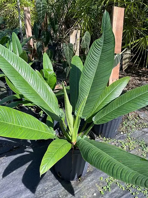 Philodendron campii Lynette | Unusual Palms And Pl