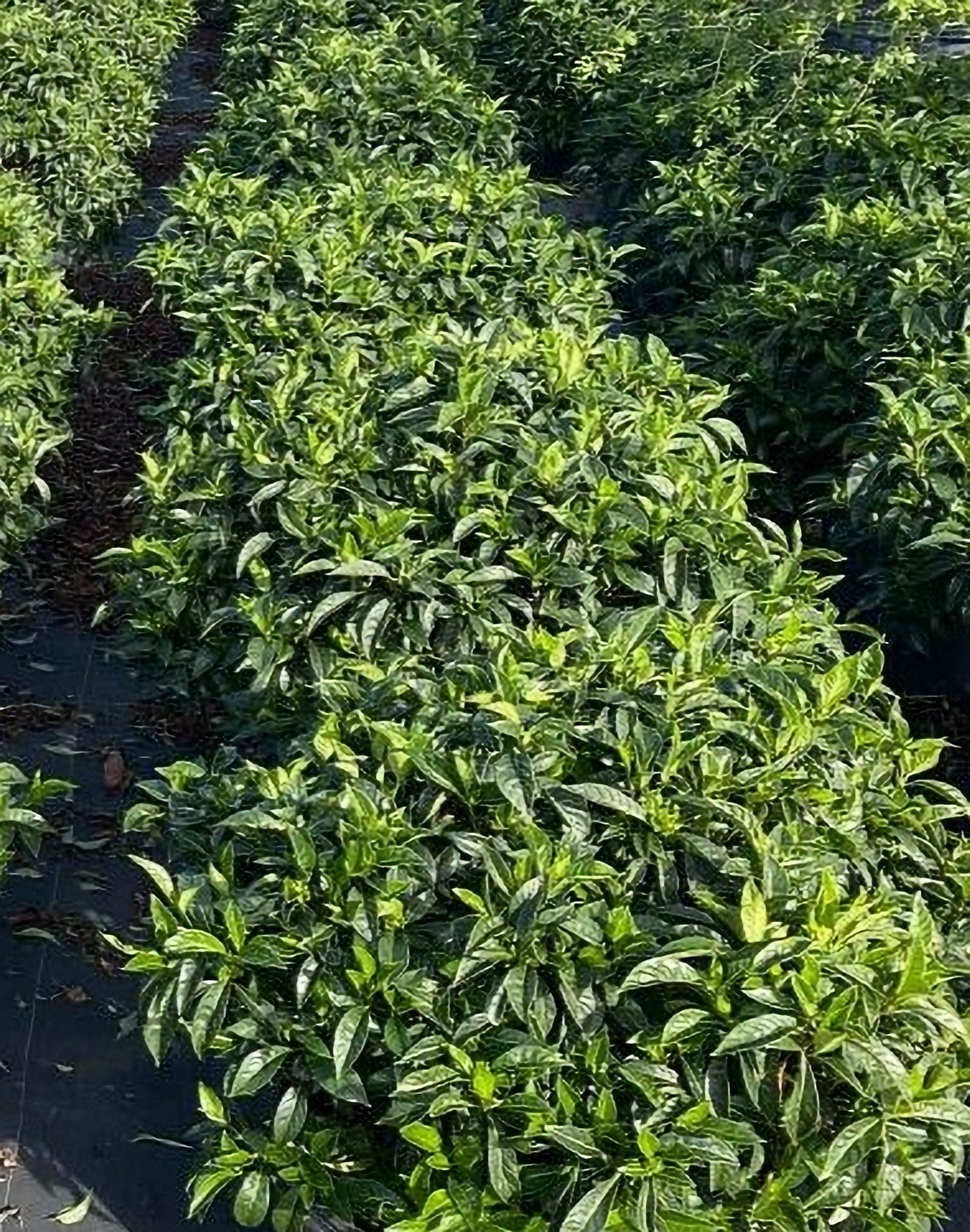 Psychotria ligustrifolia - Psychotria bahamensis - Bahama Wild Coffee