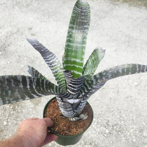 Aechmea Black Chantini (De Leon) Bromeliad | Unusual Palms And Pl