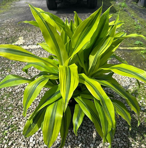 Dracaena fragrans Kristi