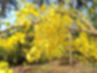 Cassia fistula.jpg